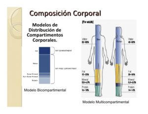 composición corporal